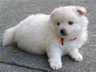 chiot loulou de poméranie