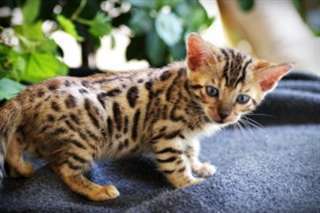Mignion Chatons bengal