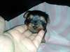 chiot femelle yorkshire à vendre - photo 2