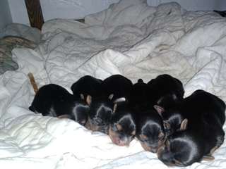 chiot femelle yorkshire à vendre