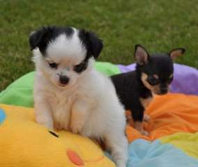 BEAUX  CHIOTS CHIHUAHUA  DISPONIBLE POUR ADOPTION