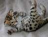 des sublimes chatons bengal - photo 1