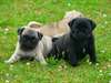 CHIOTS CARLIN DISPONIBLES - photo 1