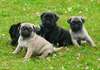 CHIOTS CARLIN DISPONIBLES - photo 2