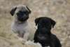 CHIOTS CARLIN DISPONIBLES - photo 3