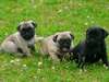 CHIOTS CARLIN DISPONIBLES - photo 4