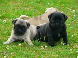 CHIOTS CARLIN DISPONIBLES