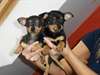 2 chiots CHIHUAHUA mâle et femelle - photo 1