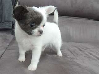 Chihuahua mâle à donner