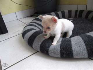 Donne Magnifique mâle chihuahua LOF