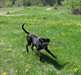 Labrador X Boxer à donner - photo 2