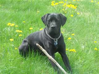 Labrador X Boxer à donner