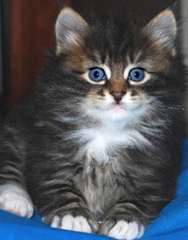 Chatons Siberian male et femelle