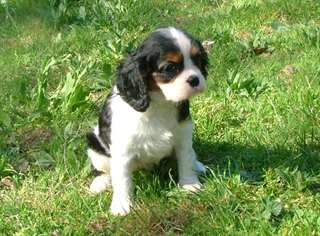Cavalier King Charles Spaniel
