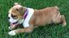 Magnifique femelle bulldog anglais - photo 2