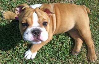 Magnifique femelle bulldog anglais