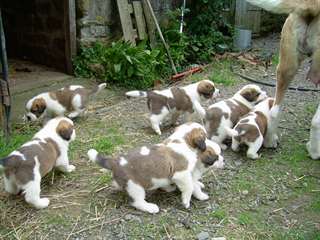 Chiots st bernard lof