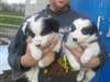 Chiots border collie - photo 1