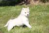 Superbes chiots Husky de Sibérie - photo 2