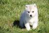 Superbes chiots Husky de Sibérie - photo 3