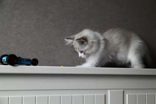donne chaton femelle ragdoll