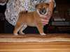 Chiots Shiba Inu Male &amp; femelle - photo 2