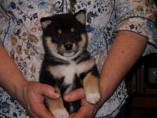 Chiots Shiba Inu Male &amp; femelle