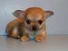 A donner chiots chihuahua mâle et femelle - photo 2