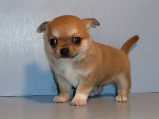 A donner chiots chihuahua mâle et femelle