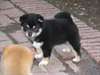 Impeccable chiots type shiba inu - photo 2