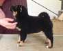 Impeccable chiots type shiba inu - photo 3
