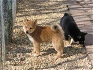 Impeccable chiots type shiba inu