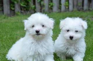 Chiots type bichons maltais