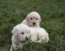 Magnifiques chiots golden retriever - photo 1