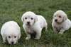 Magnifiques chiots golden retriever - photo 2