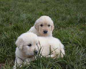 Magnifiques chiots golden retriever