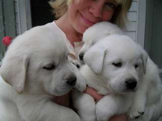 Chiots labrador retriever