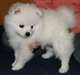 Je dispose un chiot spitz allemand a donner - photo 1