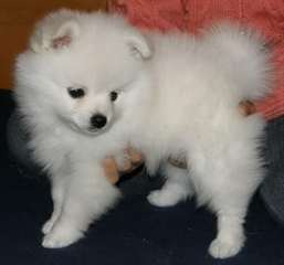 Je dispose un chiot spitz allemand a donner