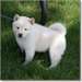 des chiots Akita inu disponible - photo 1