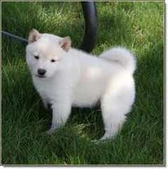 des chiots Akita inu disponible