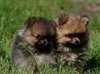 Spitz allemand charbones - photo 1