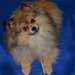 Spitz allemand charbones - photo 2