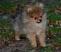 Spitz allemand charbones - photo 3