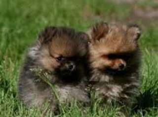 Spitz allemand charbones
