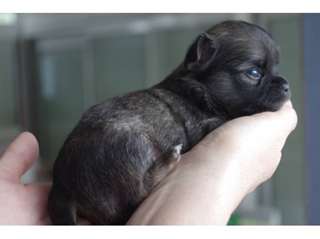 un chiot chihuahua mini mâles à donner