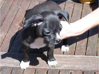 Je donnes un chiot Un mâle bleu foncé