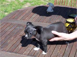 Je donnes un chiot Un mâle bleu foncé