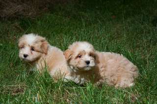 Chiots type Bichon Havanais