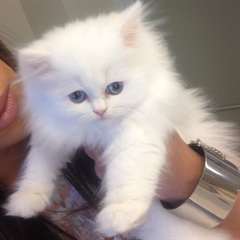 Chatons Persan male et femelle